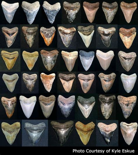 megalodon fossil locations